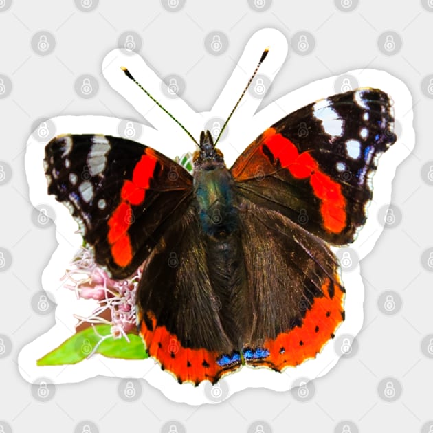 Red Admiral Butterfly Sticker by dalyndigaital2@gmail.com